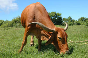 Cute Cow With Horns Eating Grass Wallpaper