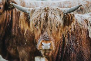 Cute Cow With Long Brown Hair Wallpaper