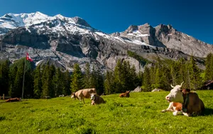 Cute Cows With Amazing Mountain View Wallpaper