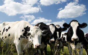 Cute Cows With Black And White Colors Under Sky Wallpaper