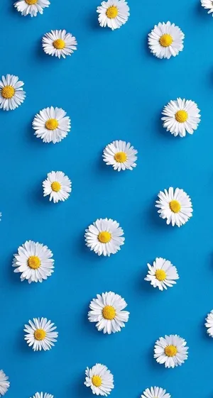 Cute Daisy Flowers Blue Background Wallpaper