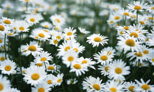 Cute Daisy Spring Flower Garden Wallpaper