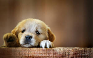 Cute Dog Climbing On Fence Wallpaper