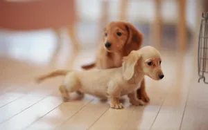 Cute Dog Dachshund On Floor Wallpaper