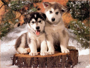Cute Dog Faux Snow Wallpaper