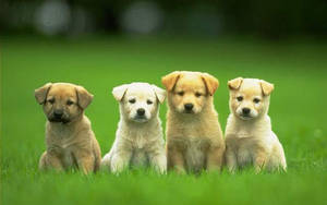 Cute Dog Labrador Different Colors Wallpaper