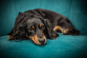 Cute Dog On Blue Couch Wallpaper