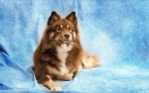 Cute Dog On Blue Fabric Wallpaper