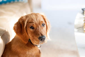 Cute Dog On The Floor Wallpaper