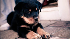 Cute Dog Rottweiler Stretching Wallpaper