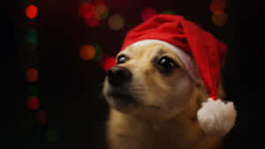 Cute Dog Wearing Christmas Hat Wallpaper