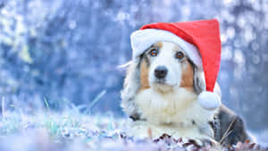 Cute Dog Wearing Christmas Hat Wallpaper