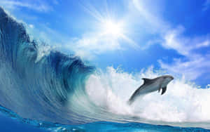 Cute Dolphin Ocean Wave Wallpaper