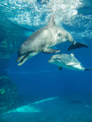 Cute Dolphin Swimming Underwater Wallpaper