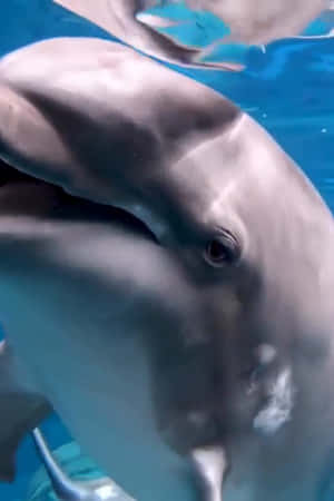 Cute Dolphin Thinking Creatures Wallpaper