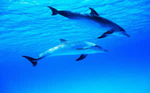 Cute Dolphins Blue Ocean Wallpaper