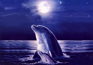 Cute Dolphins Moon Painting Wallpaper