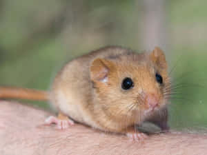 Cute Dormouseon Human Hand.jpg Wallpaper