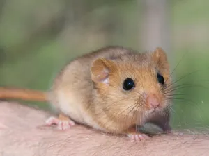 Cute Dormouseon Human Hand.jpg Wallpaper