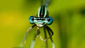 Cute Dragonfly Insects Wallpaper