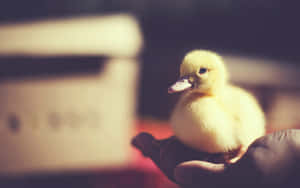 Cute Duck On A Human's Palm Wallpaper