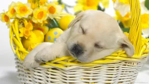 Cute Easter Dog Wallpaper