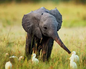 Cute Elephant Greeting Egrets Wallpaper