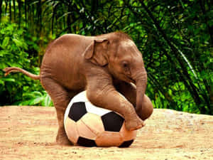 Cute Elephant Luk Chai Football Wallpaper