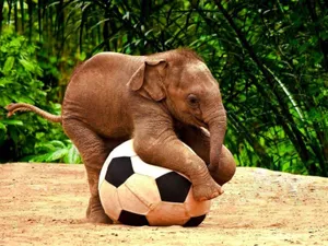 Cute Elephant Luk Chai Football Wallpaper