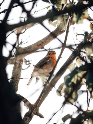 Cute European Robin Beautiful Birds Wallpaper