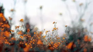 Cute Fall Aesthetic Of Orange Flowers Wallpaper