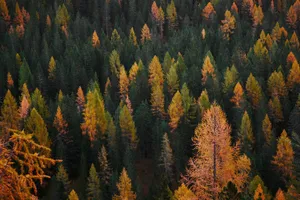 Cute Fall Aesthetic Pine Forest Wallpaper