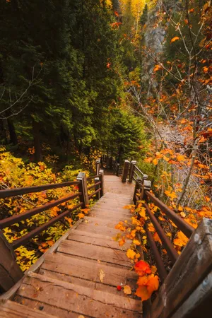 Cute Fall Aesthetic Visual Of Stairway Wallpaper