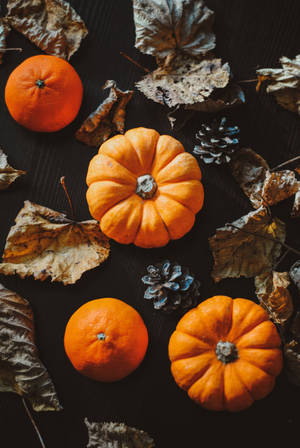 Cute Fall Phone Squashes Oranges Wallpaper