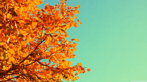 Cute Fall Sky Wallpaper