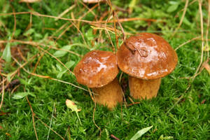 Cute Fat Mushrooms On Grass Wallpaper