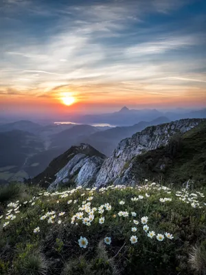 Cute Flowers At Sunset On The Mountains Wallpaper