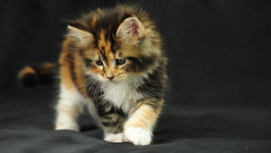 Cute Fluffy Kitten Snuggling With Its Toy Wallpaper