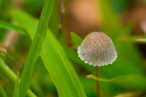 Cute Fluffy Mushroom Growing Near Leaves Wallpaper