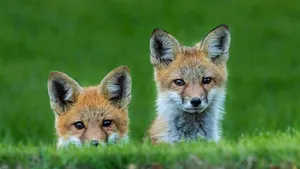 Cute Fox Siblings Wallpaper