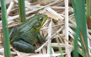 Cute Frog And Dried Grass Wallpaper