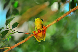 Cute Frog Clinging On Tree Branch Wallpaper