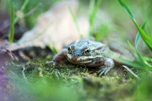 Cute Frog Crawling Wallpaper