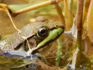 Cute Frog Emerging From Water Wallpaper