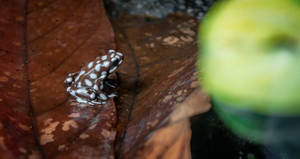 Cute Frog With Milky White Dots Wallpaper