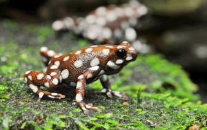 Cute Frog With White Dots Wallpaper