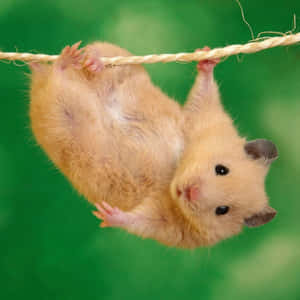 Cute Gerbil Hanging From Rope Wallpaper