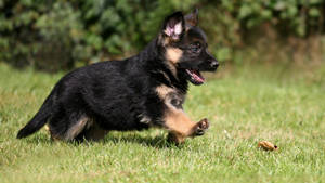 Cute German Shepherd Puppy Wallpaper