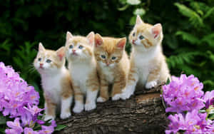 Cute Ginger Kittens On Top Of Wooden Log Wallpaper