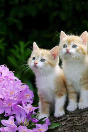 Cute Ginger Kittens On Wooden Log Wallpaper